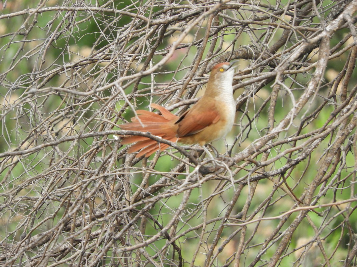 Greater Thornbird - Silvia Enggist