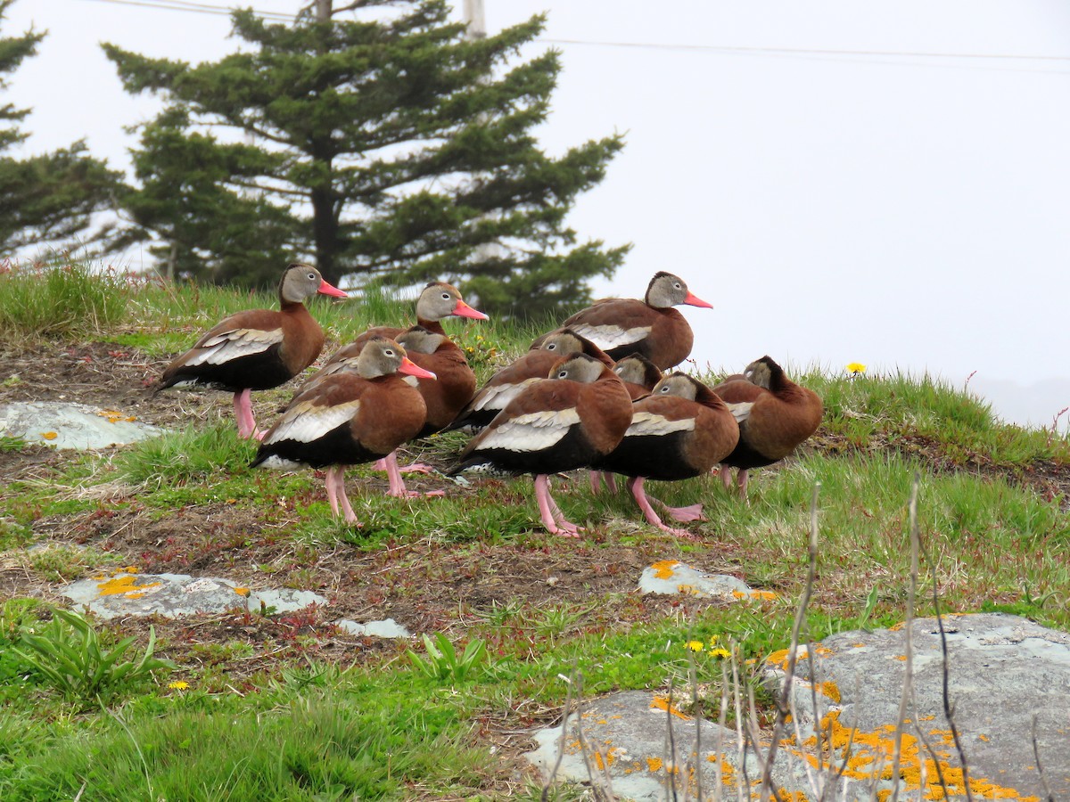Black-bellied Whistling-Duck - ML452561281