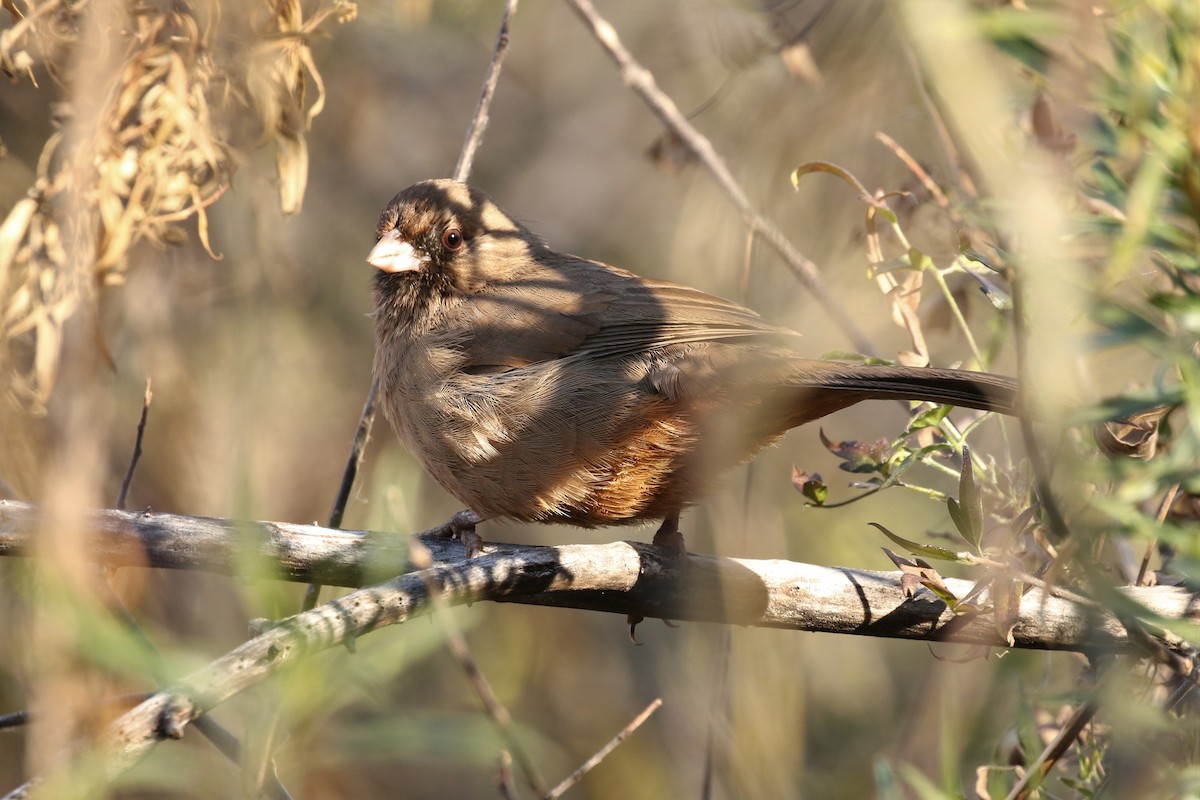 Abert's Towhee - ML45256141