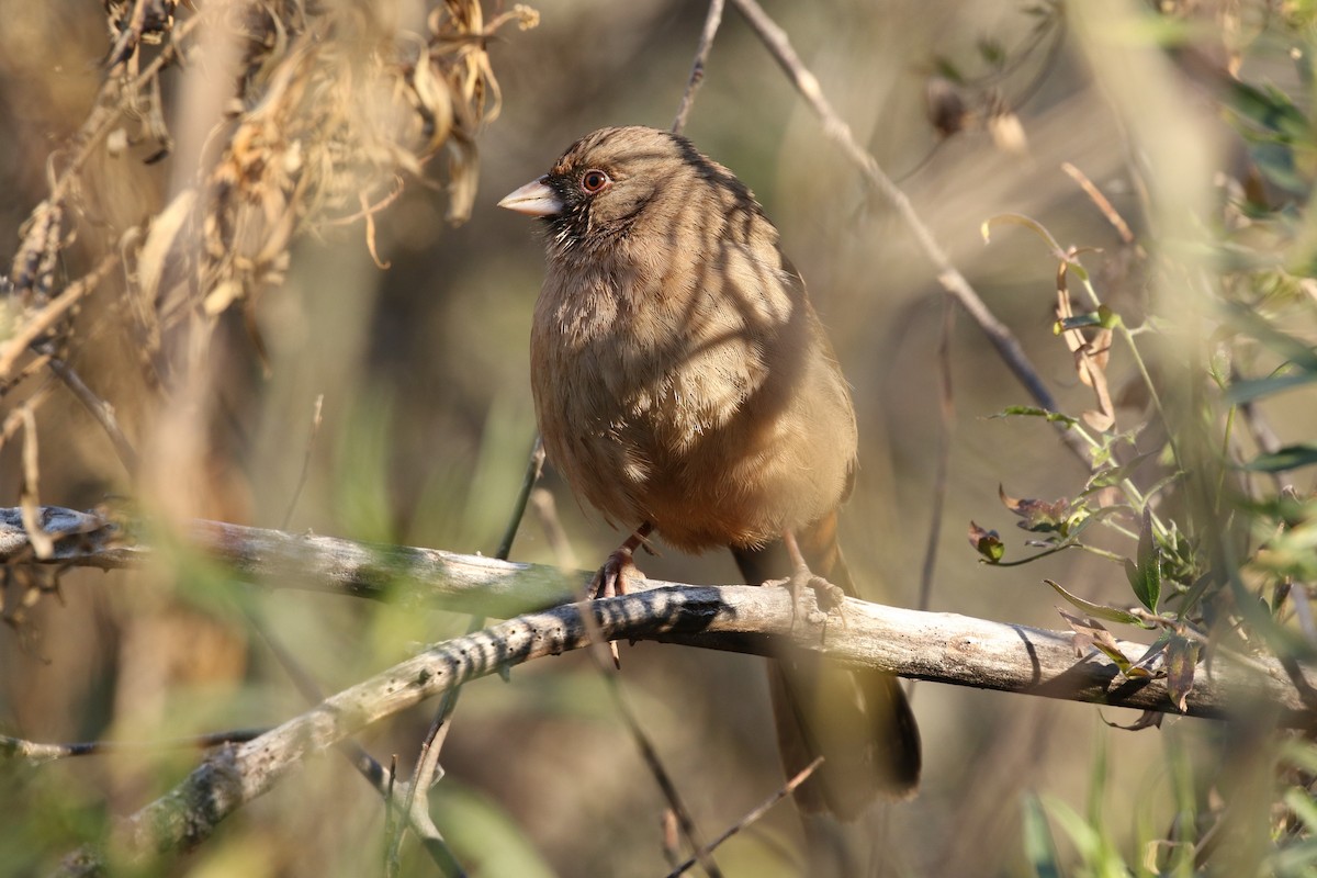 Abert's Towhee - ML45256151