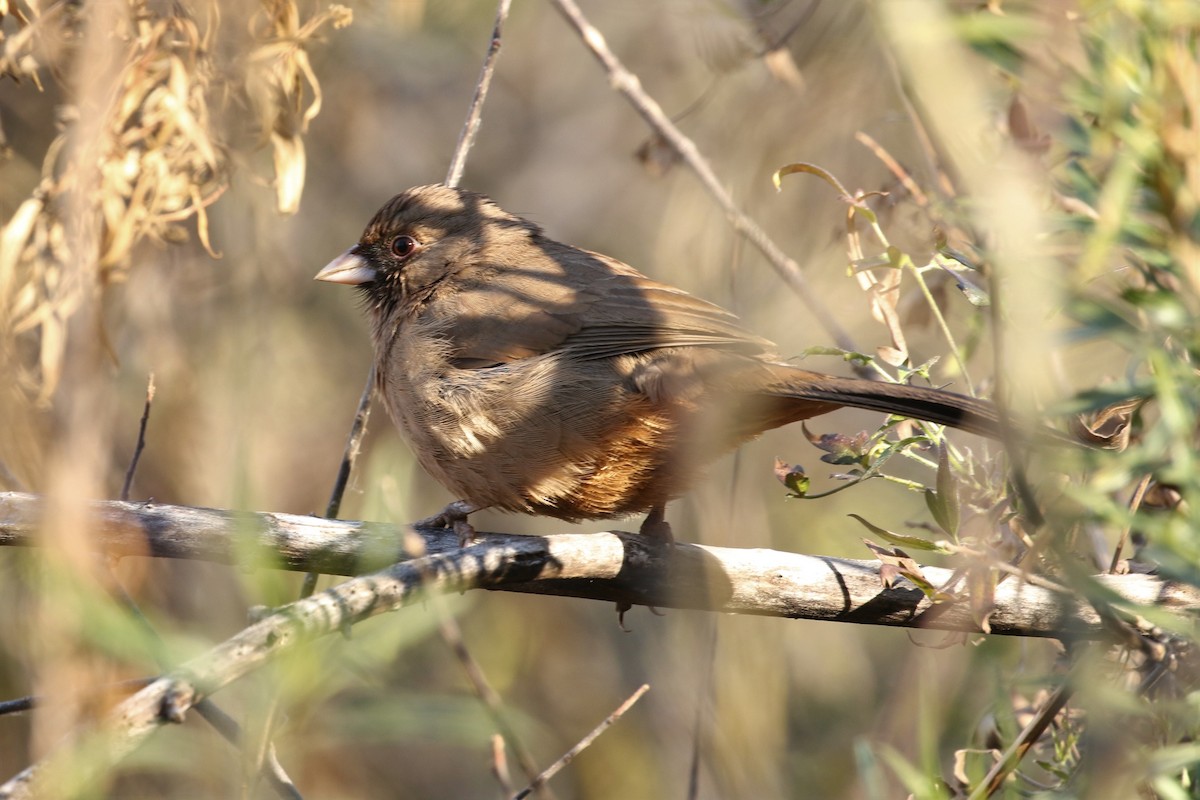 Abert's Towhee - Bob Friedrichs