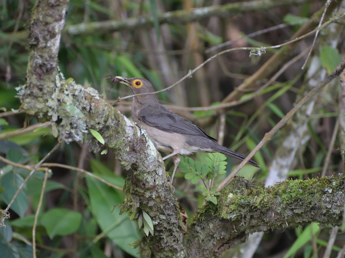 Spectacled Thrush - ML452562441