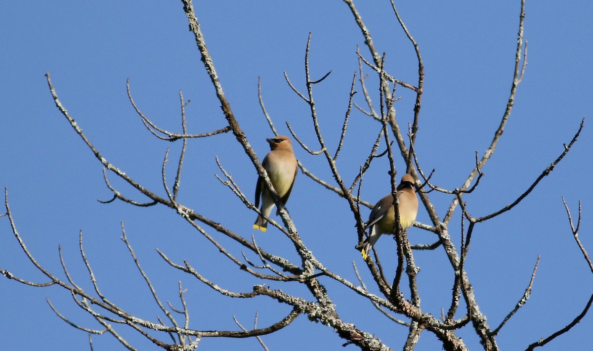 Cedar Waxwing - ML45256311