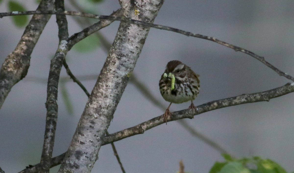 Song Sparrow (melodia/atlantica) - ML45256351