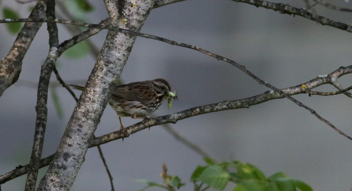 Song Sparrow (melodia/atlantica) - ML45256361