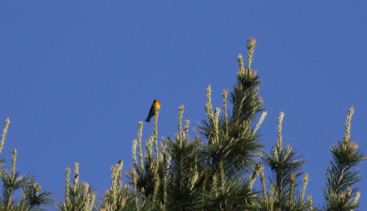 Blackburnian Warbler - ML45256391