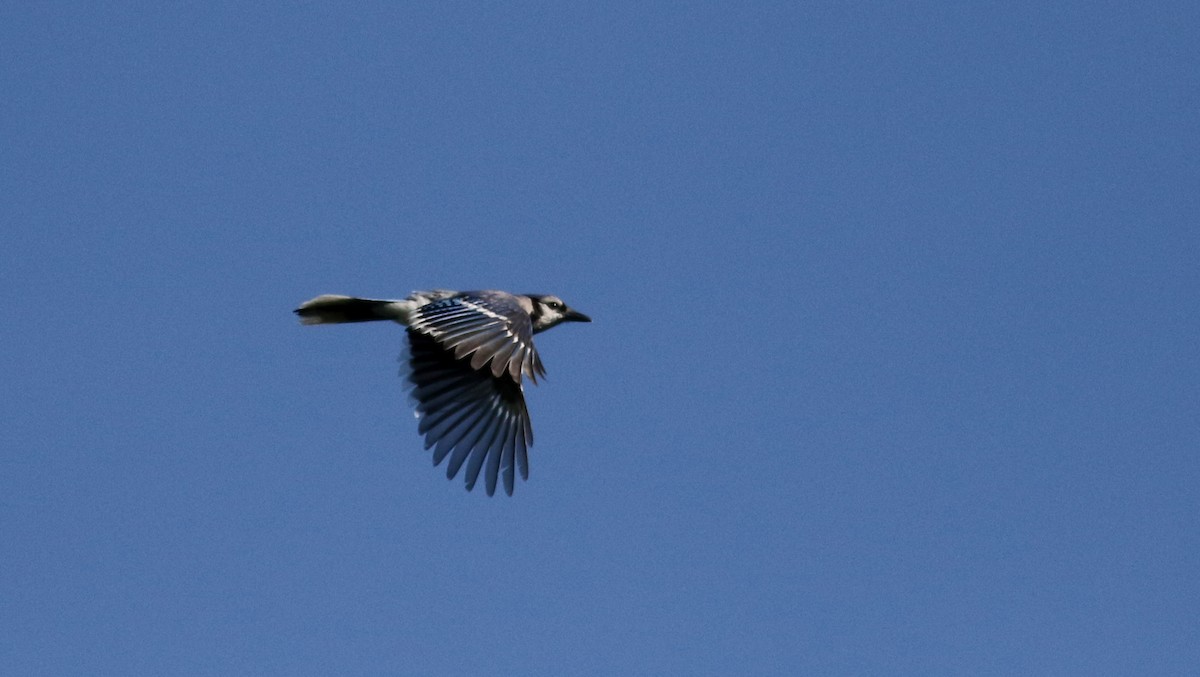Blue Jay - ML45256401