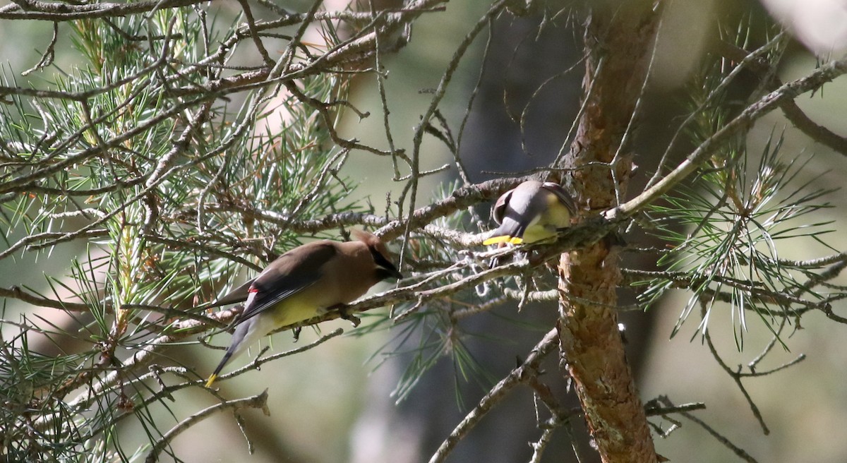 Cedar Waxwing - ML45256431