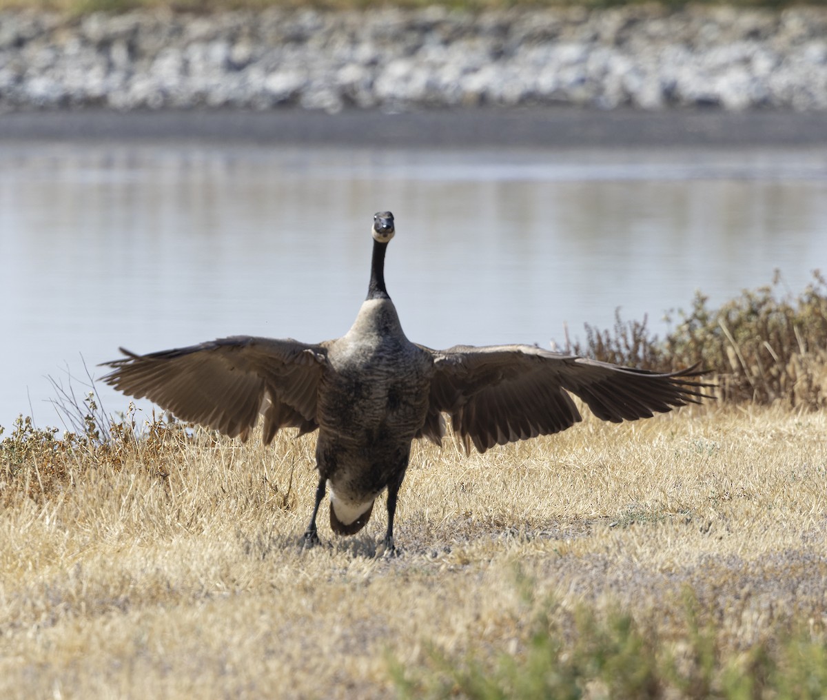 Canada Goose (moffitti/maxima) - ML452565741