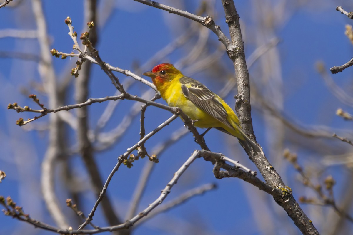 Western Tanager - ML452566931