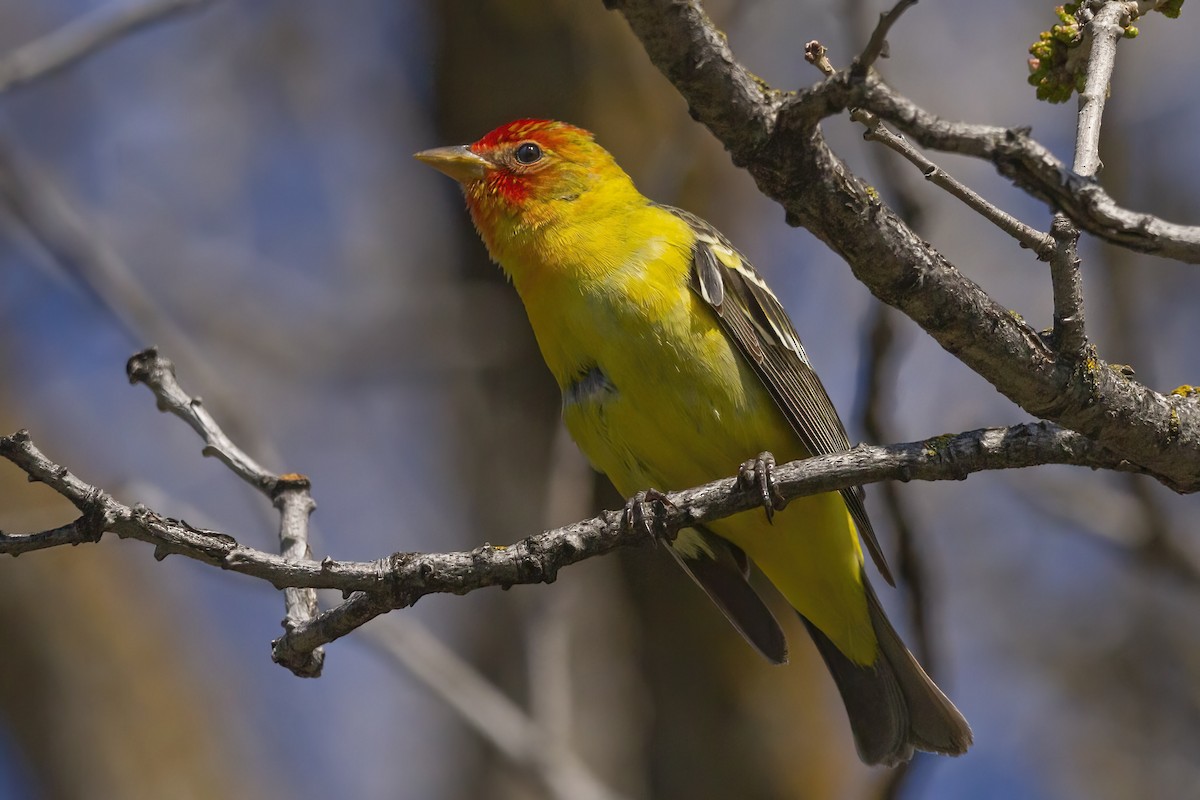 Western Tanager - ML452566961