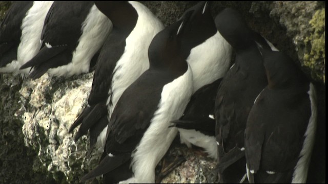 Thick-billed Murre - ML452568