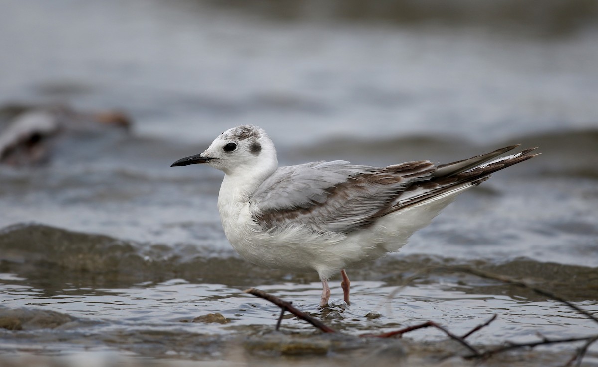Bonaparte's Gull - Jay McGowan