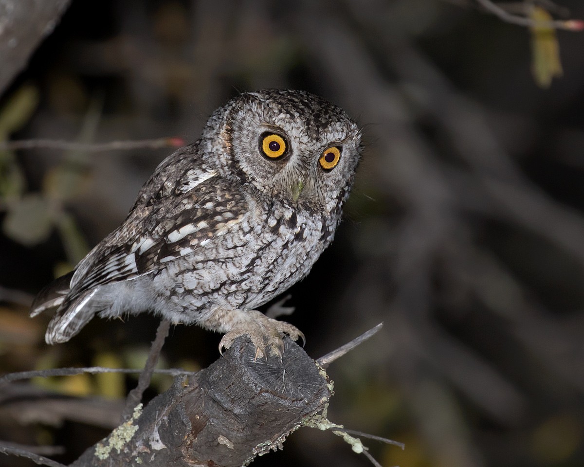 Whiskered Screech-Owl - Doug Backlund