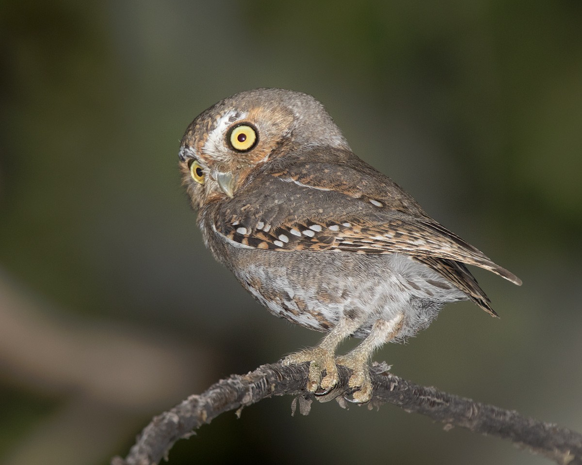 Elf Owl - ML452568331