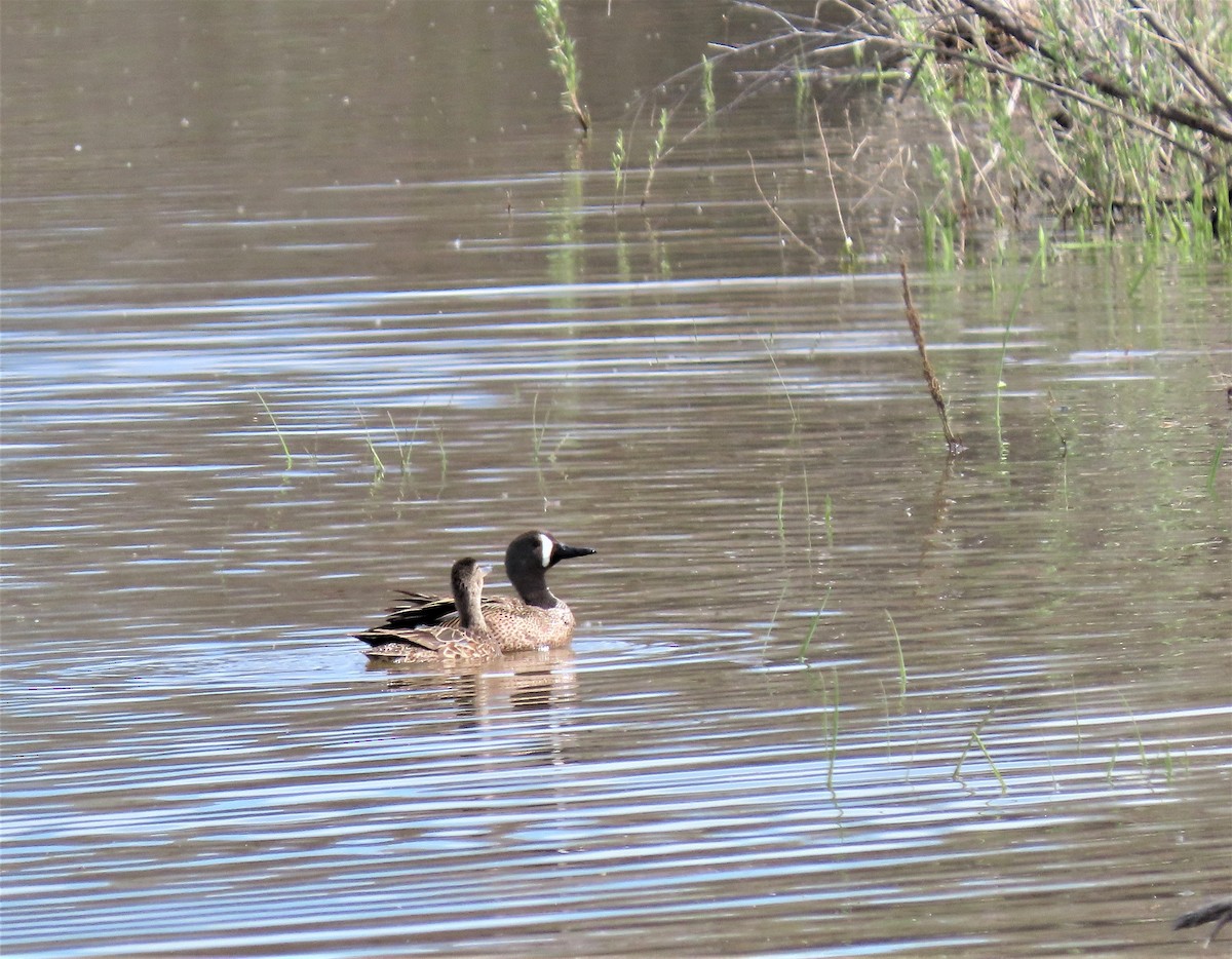 Blue-winged Teal - ML452568881