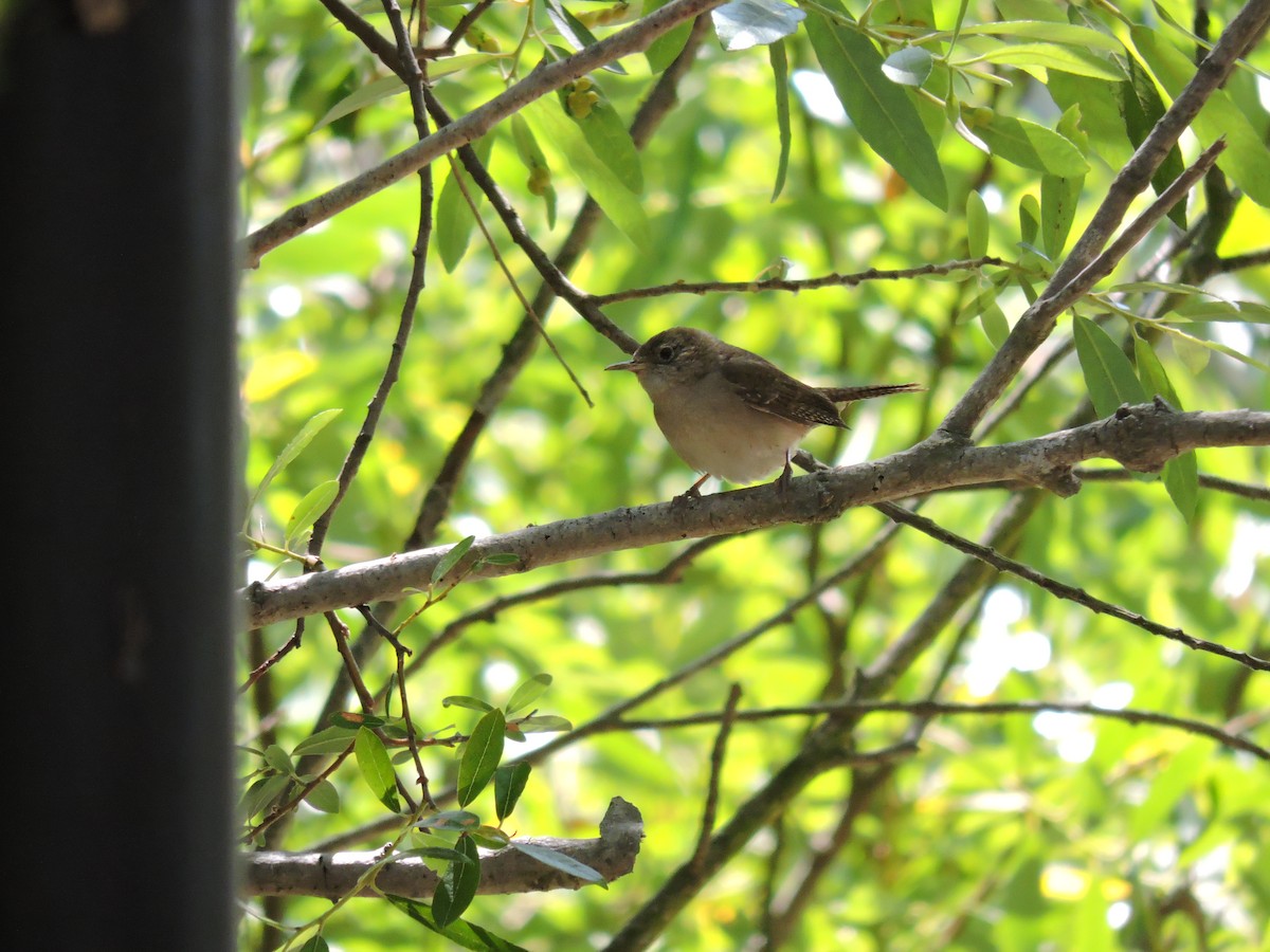 House Wren - Barry Czeisler