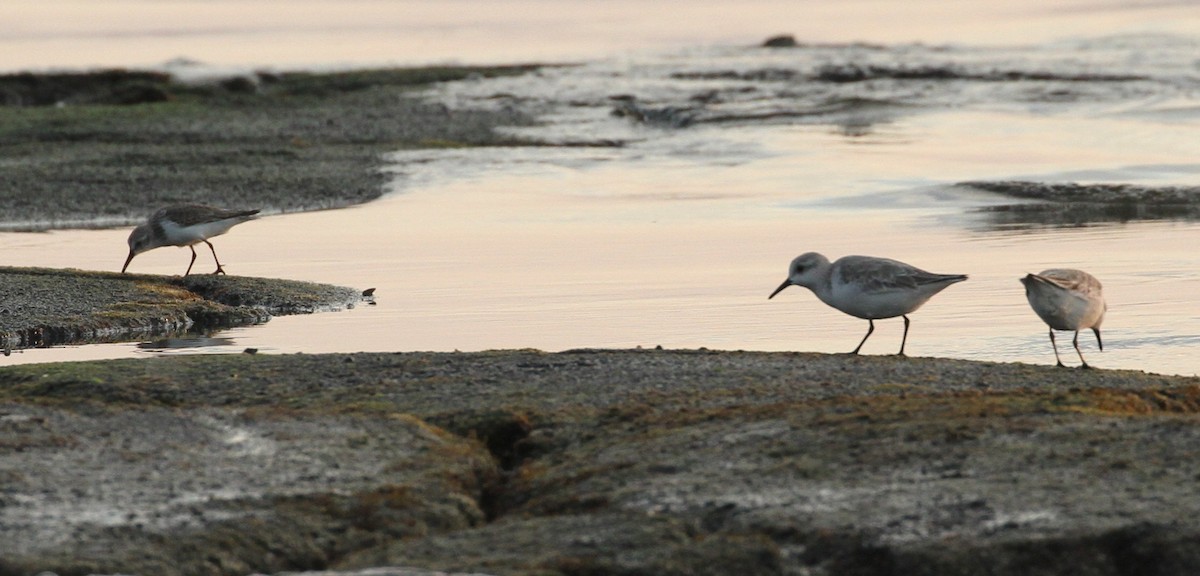 Western Sandpiper - ML45257051