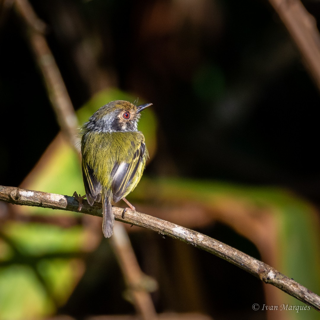 Eared Pygmy-Tyrant - ML452572281