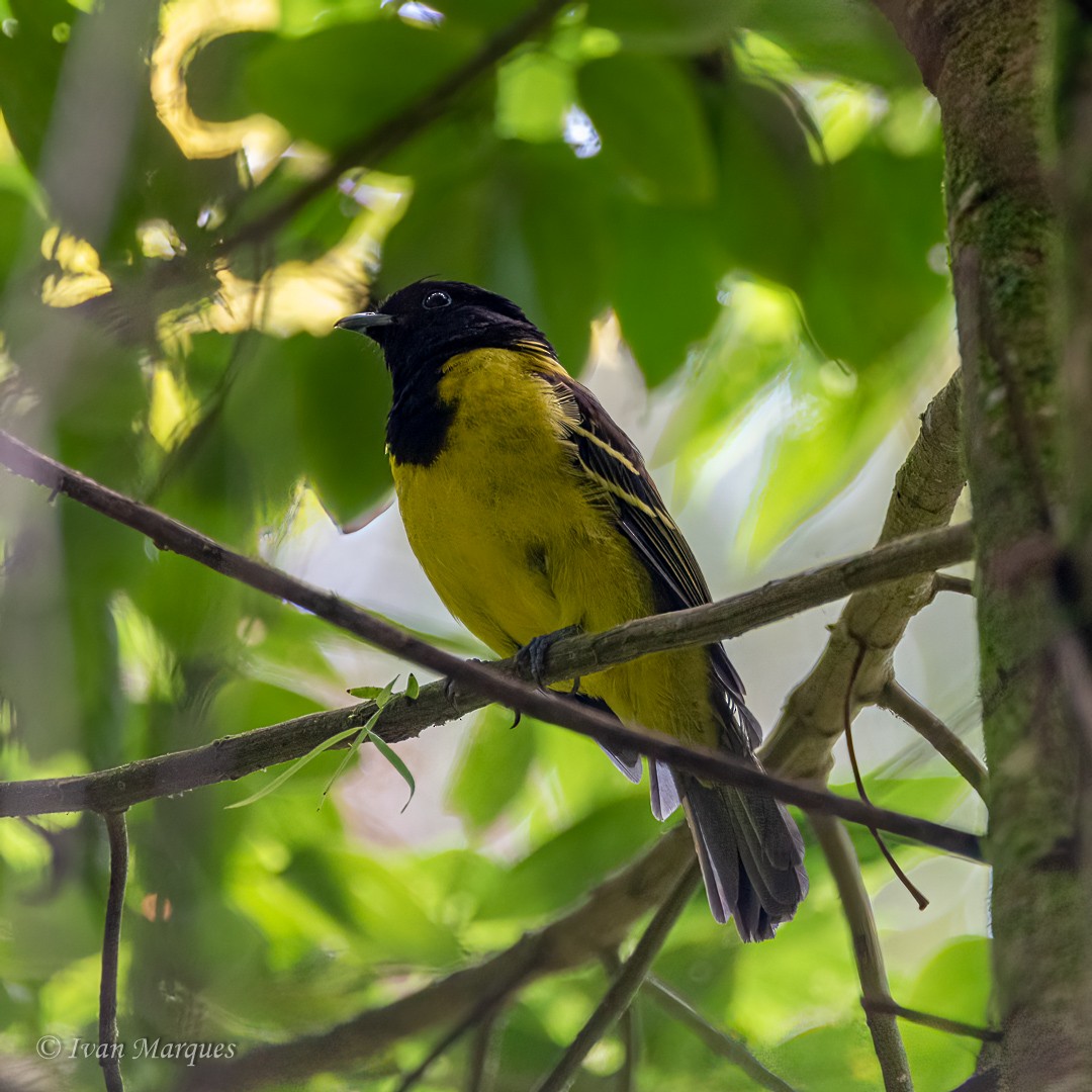 Hooded Berryeater - ML452572481