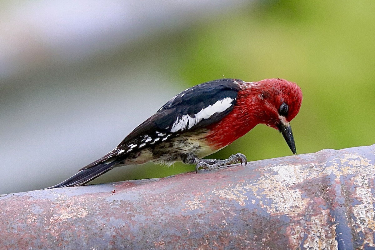 Red-breasted Sapsucker - maxine reid