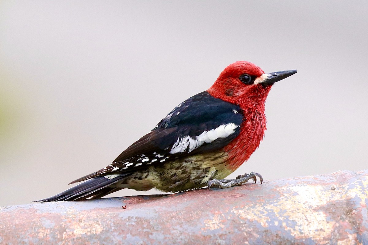 Red-breasted Sapsucker - ML452572911