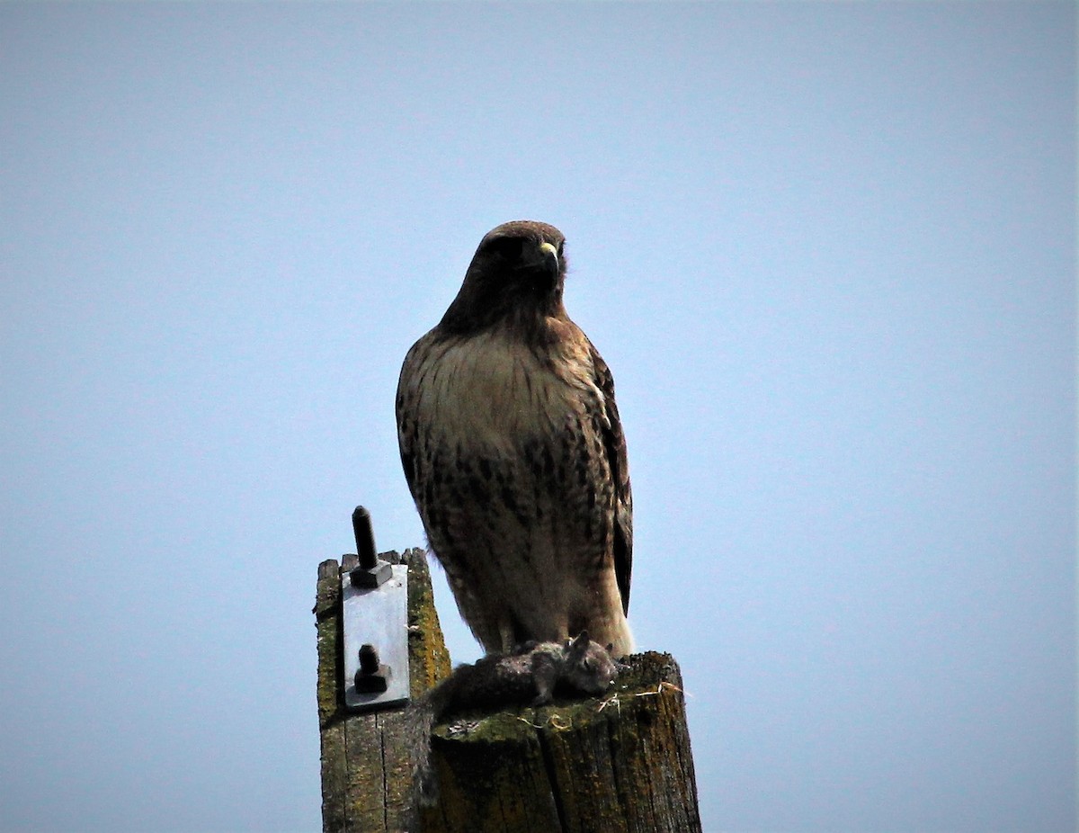 Rotschwanzbussard - ML452573491