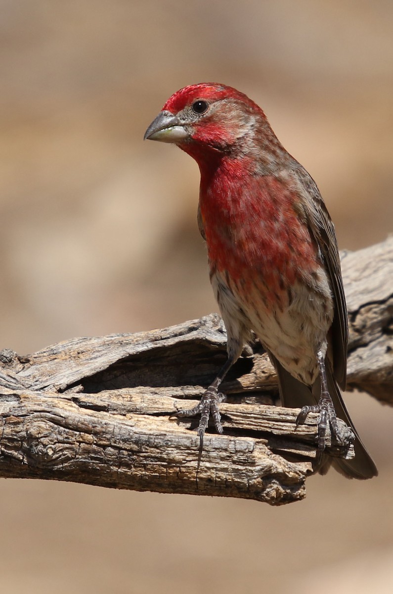 House Finch - ML452573671