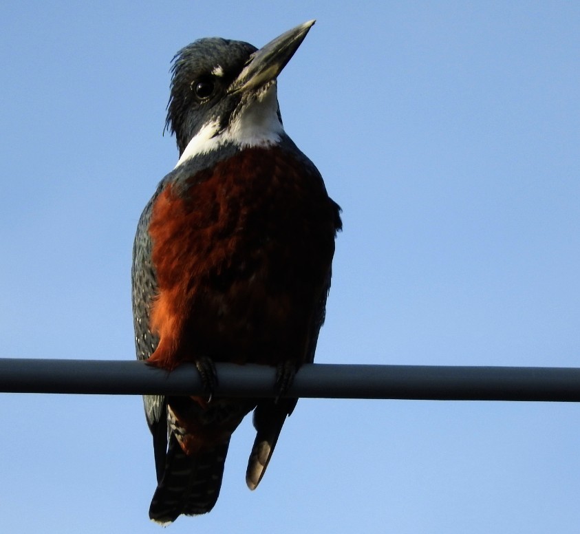 Ringed Kingfisher (Patagonian) - ML452575151