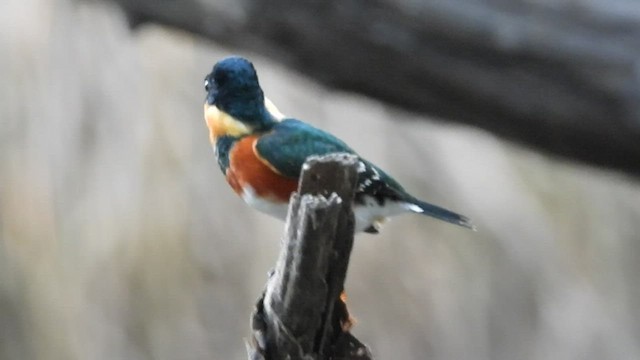 American Pygmy Kingfisher - ML452575361