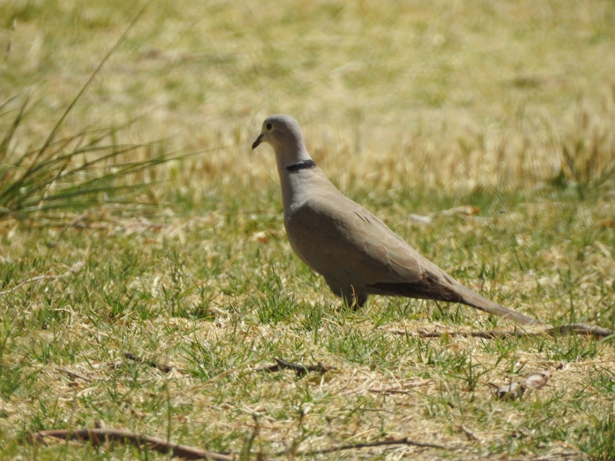 Eurasian Collared-Dove - ML452575481