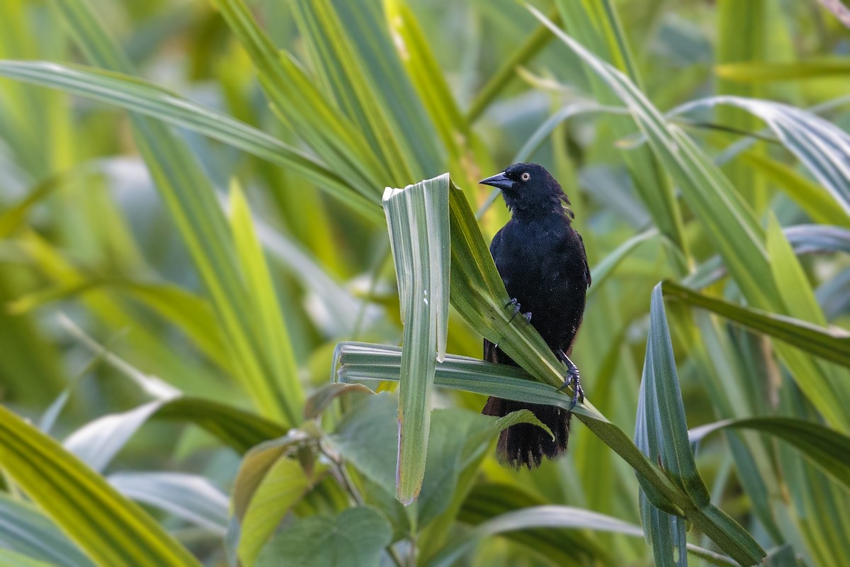 Pale-eyed Blackbird - Bradley Hacker 🦜