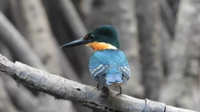 American Pygmy Kingfisher - ML452576081