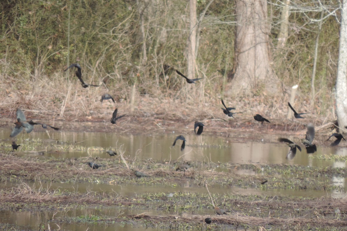 Common Grackle - ML45257721