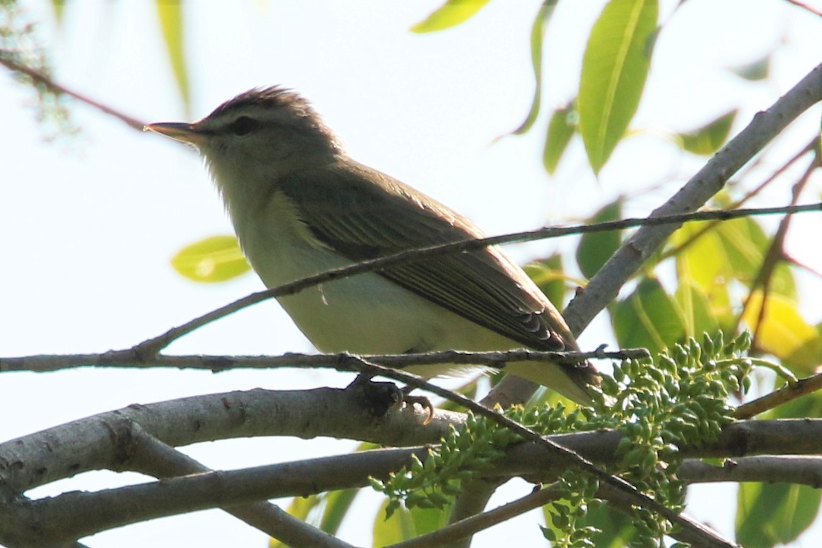 Red-eyed Vireo - ML452577271