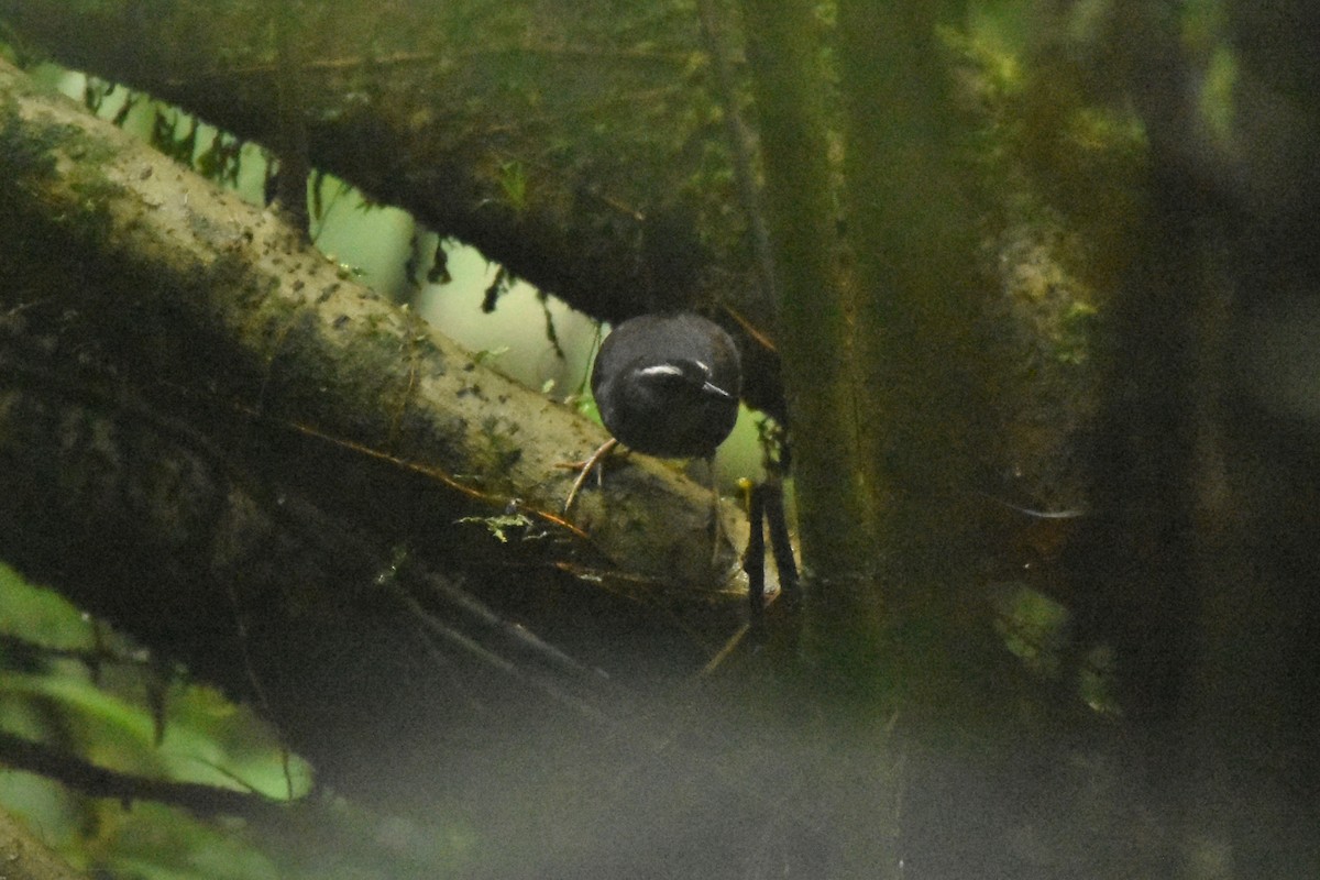 Tacarcuna Tapaculo - ML452577291