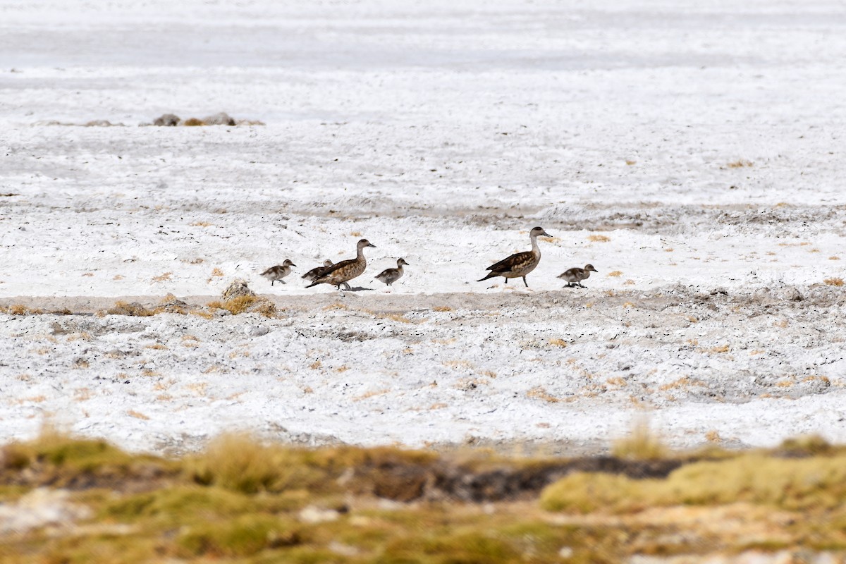 Crested Duck - ML452577381