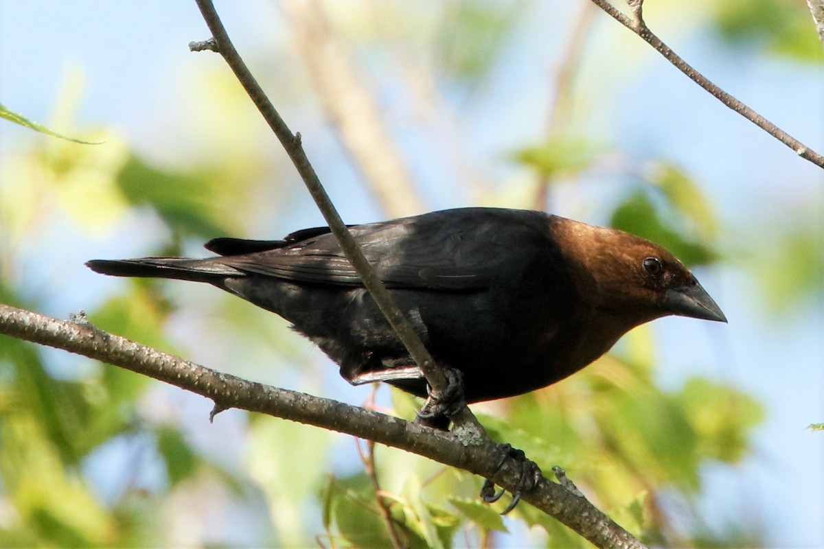 Brown-headed Cowbird - ML452577571