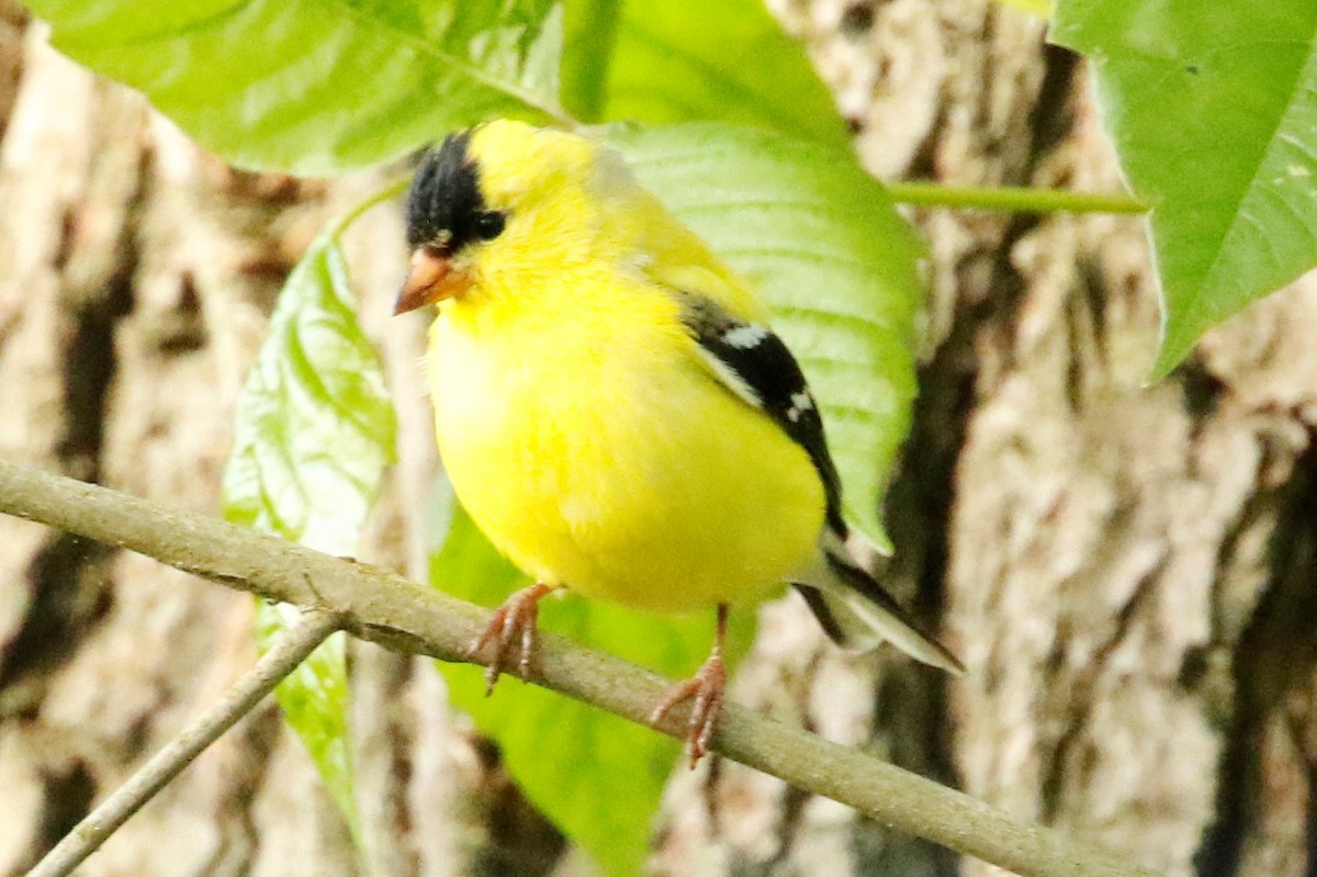 American Goldfinch - ML452577811