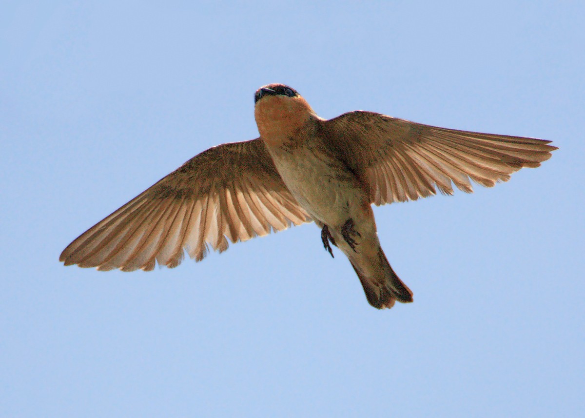 Cave Swallow - Doug Backlund