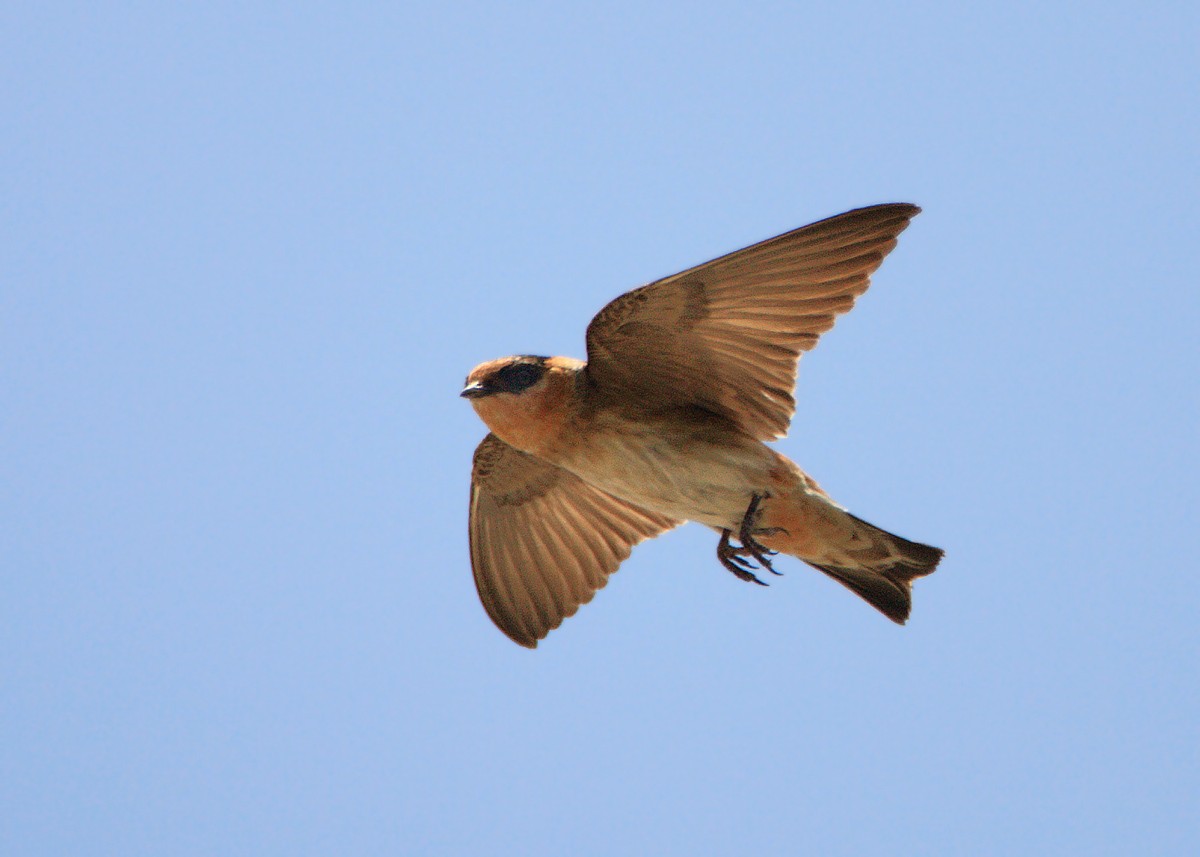 Cave Swallow - Doug Backlund