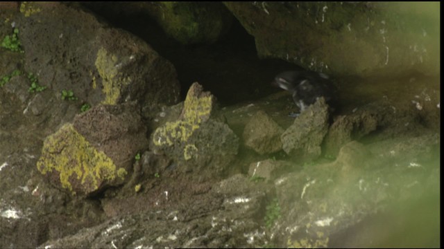 Parakeet Auklet - ML452582