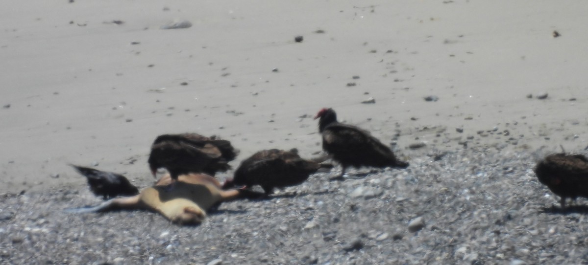 Turkey Vulture - ML452582001