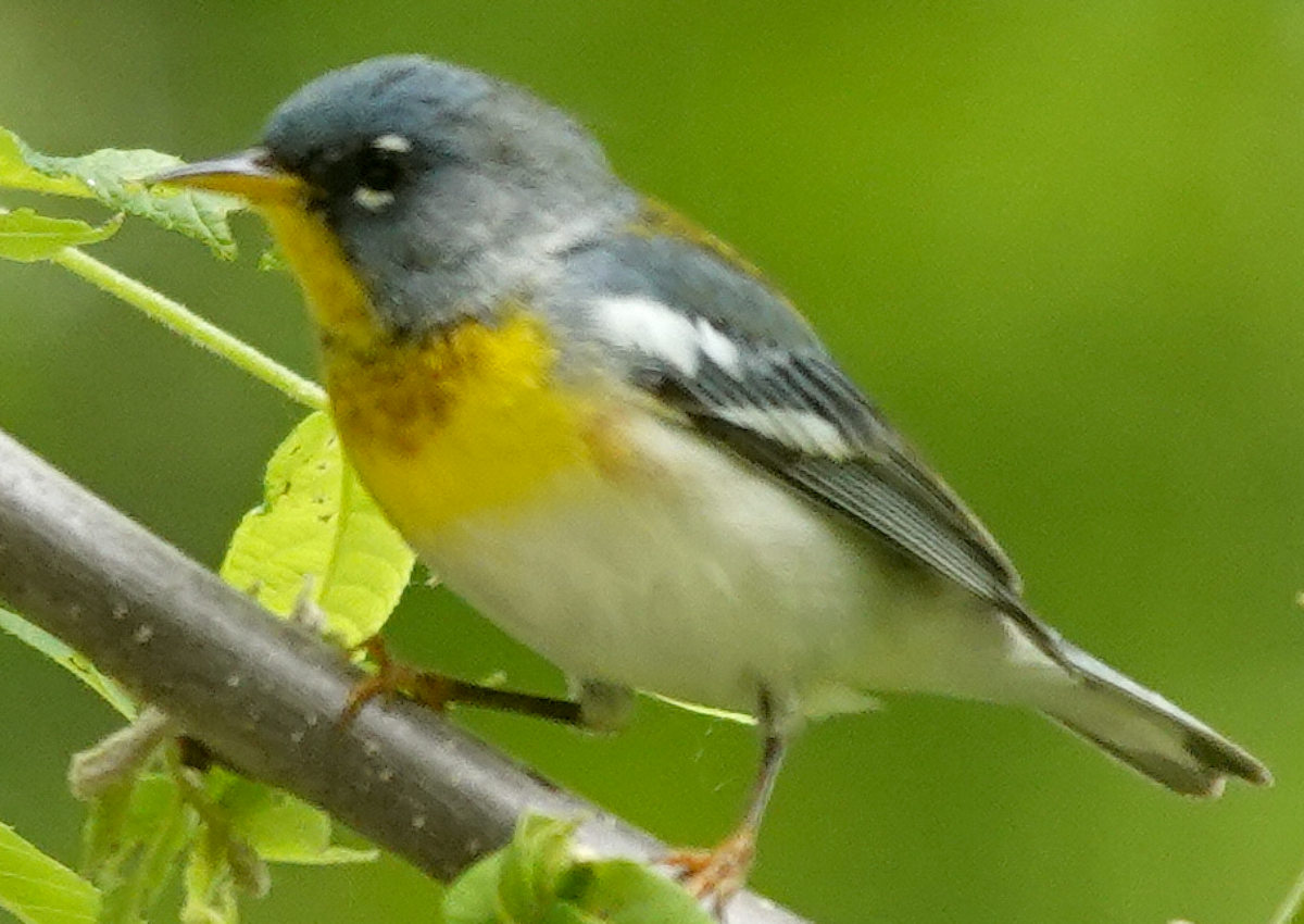 Northern Parula - ML452584711