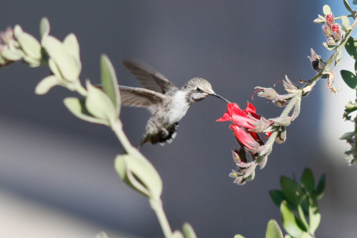 Costa's Hummingbird - ML452585481
