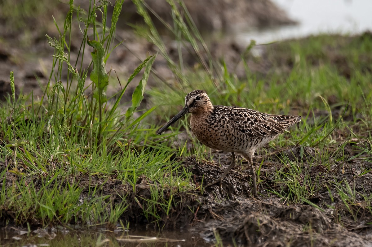 Short-billed Dowitcher - Donald Dixon