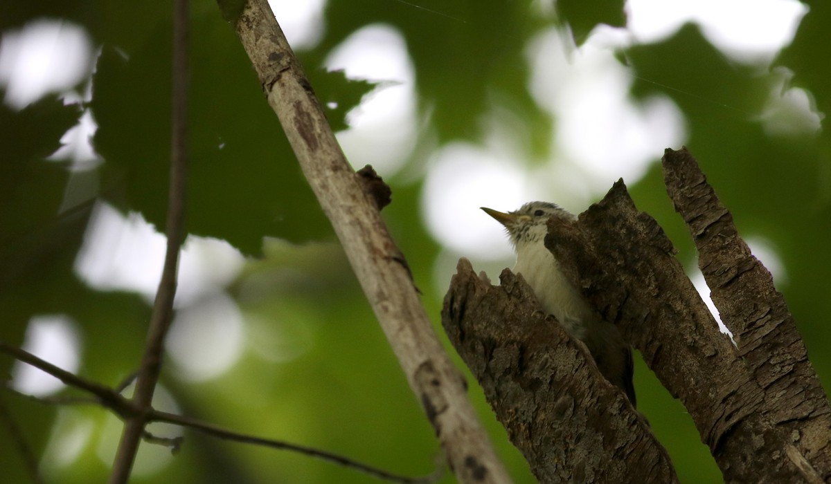 Trepador Pechiblanco (carolinensis) - ML45258751