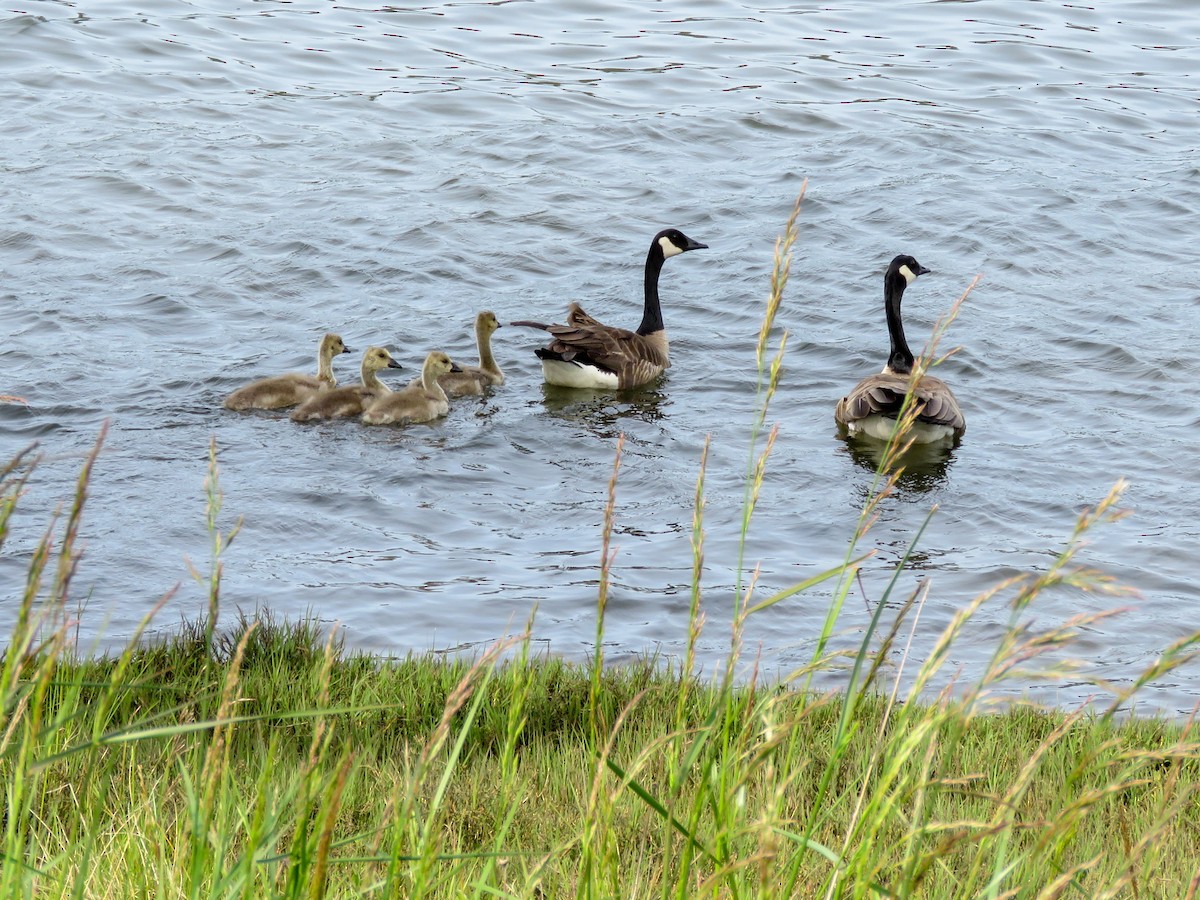 Canada Goose - ML452588441