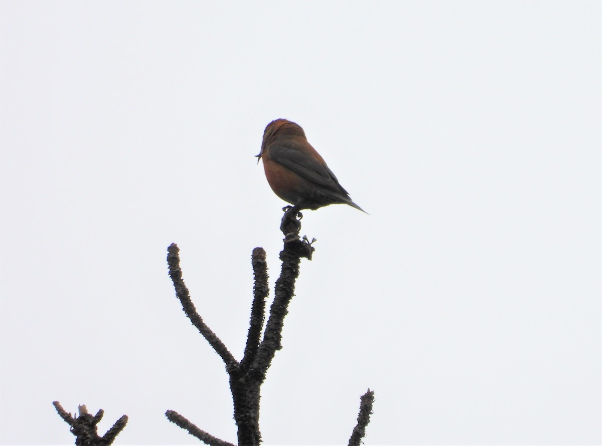 Red Crossbill - ML452588851