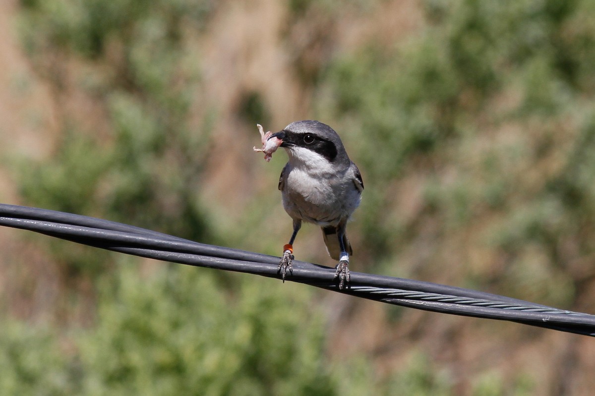 Loggerhead Shrike - Justyn Stahl